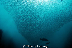 Groupers and sardins in La Sirenita in Cabo Pulmo, Baja C... by Thierry Lannoy 